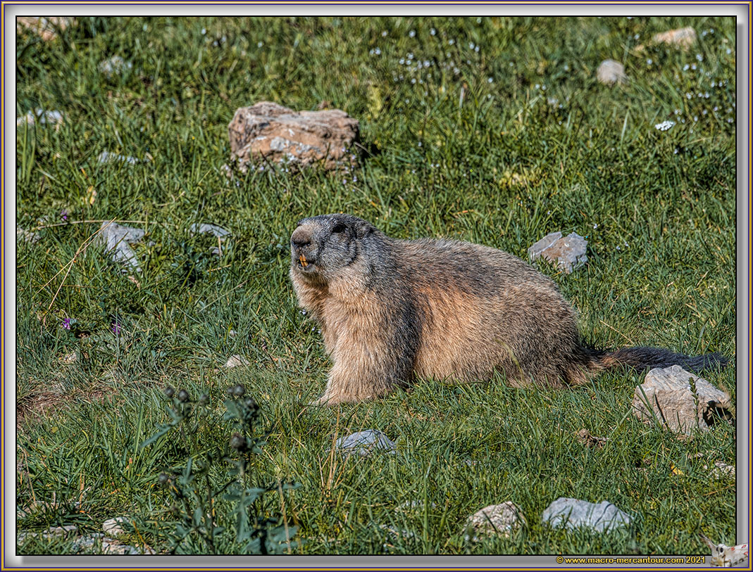 MARMOTTES